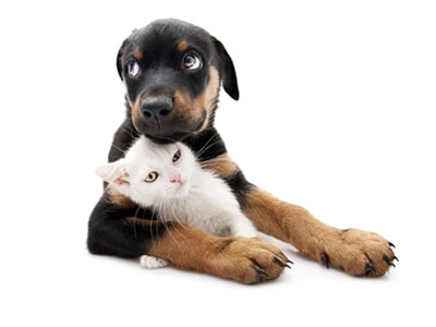 rottweiller an persian cat on white